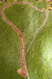 Image result for Stigmella confusella