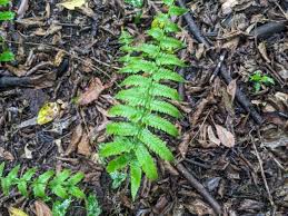 Image result for Christella dentata