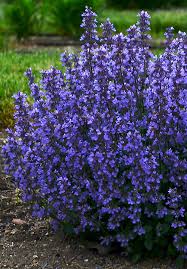 I planted several cat's pajamas in the spring of 2019. Rhs Plant Trials Awards Rhs Gardening