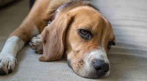 When you walk into your bedroom, the first thing you're sure to notice is this bed's relaxed vintage style. Best Dog Beds For Beagles Ratings Reviews Top Picks