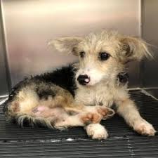 We are happy to welcome your dog, up to. Animal Hope A Different Kind Of Shelter Rescue Rehab Rehome