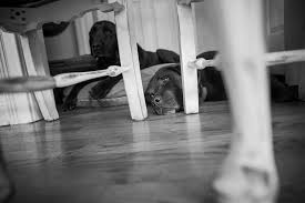 Chicago Wedding Photography Archives