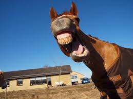 Big teeth gifs get the best gif on giphy. 18 Pictures Of Smiling Horses That Are So Happy My Computer Is Laughing Too