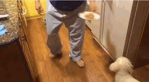 Watch This Adopted Dog Refuse To Eat Alone Cry A Little Cry Dog Refuses To Eat Eating Alone Dogs