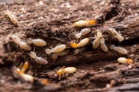 Cost of pest control pest control is very important if you want to be insect and animal free this summer. Termite Treatment Cost And Termite Treatment Option Synergy Jackson Pest Control Synergy