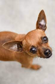We did not find results for: Chihuahua Baby Brown Pets Lovers