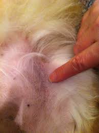 This yeast is normally found on the skin, but its abnormal overgrowth can cause dermatitis, or inflammation of the skin. What Are Black Spots On Dogs Skin And Itching Hair Loss Crusty Skin Causes And Treatment Dogs Cats Pets