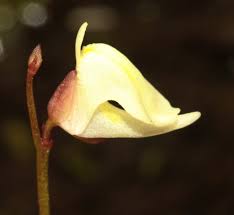 Image result for Utricularia arenaria
