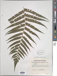 Image result for Pneumatopteris unita