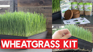 The difference between wheatgrass and wheat malt is that wheatgrass is left to grow for longer until it reaches the jointing stage, where it has peak nutritional value. The Best Wheatgrass Seeds How To Spot Them Outdoor Happens Homestead