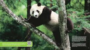 Ranger Rick Zoobooks: Pandas - NWF | Ranger Rick