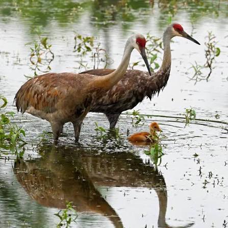 Check out this adorable family. This pair of sandhill cranes is raising a  colt (the term for a sandhill crane chick) right here in Will County.  Sandhill cranes mate for life. The