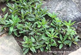 Image result for Gynura pseudochina