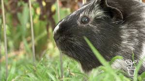 Maybe you would like to learn more about one of these? Little Lawnmowers Fact Sheets Gardening Australia Gardening Australia
