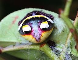 Image result for Poecilostachys