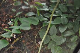 Image result for Begonia elaeagnifolia
