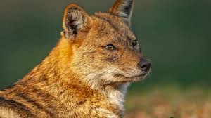 Jackal, any of several species of wolflike carnivores of the dog genus, canis, family canidae, sharing with the hyena an exaggerated reputation for cowardice. Golden Jackal Wandering Howler Of India Roundglass Sustain