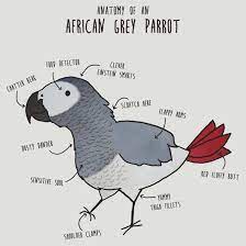 Anatomy Of An African Grey Parrot Essential T Shirt By Clara Hollins African Grey Parrot African Grey Parrot