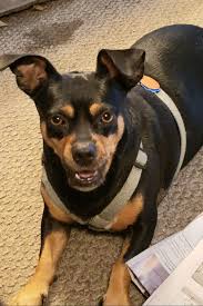 Strong winds and power outages in Sweet Home Oregon