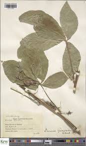 Image result for Dioscorea quartiniana