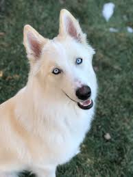 The white male can be 24 to 26 inches at the shoulder while. White Swiss Shepherd