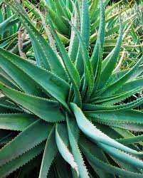 It belongs to liliaceae family. 26 Different Types Of Aloe Vera Home Stratosphere