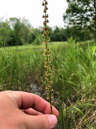 Image result for Triglochin