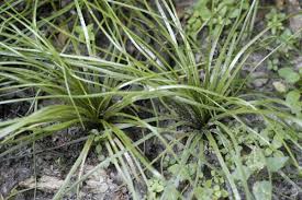 Image result for Isoetaceae