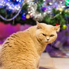 Another way is to secure your tree with wire either to the wall or to the ceiling. How To Keep Your Cat Out And Away From The Christmas Tree Cat Proof Christmas Tree