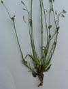 jussieu 163 (1789) wahlenbergia roth nov.pl.sp. Plantnet Floraonline