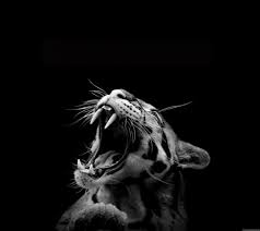 Maybe you would like to learn more about one of these? Clouded Leopard Black And White 2160x1920 Wallpaper Teahub Io