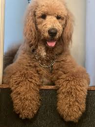 My sweet girl Sadie. 💗