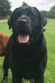 8 riverdale chocolate lab puppies. Kt English Lab Dogs And Puppies In Allegan Mi