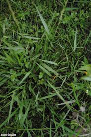 Image result for Eriochloa