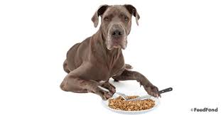 10 Best Dog Foods For Great Danes In 2019 Feedfond