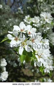 Pommiers En Fleurs Au Printemps Au Jardin Botanique De Montreal Quebec Banque D Images Jardin Botanique Montreal Jardin Botanique Image Jardin