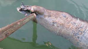 If someone forced me to choose being tossed into an enclosure with a lion or one with a shark, i'd take the shark. Sharks May Be Eating More Northern Seals Sea Lions