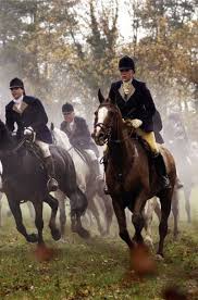 Splendor In The South Horses Horse Love Horseback Riding