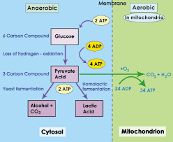 Glycolysis Anaerobic Respiration Homolactic Fermentation Sparknotes