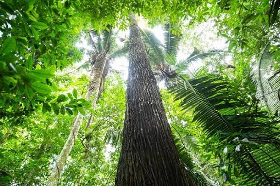 Brazilian Amazon Lost 18 Trees Per Second in 2021, Study Reveals, প্ৰতি  ছেকেণ্ডত ১৮ জোপা গছ হেৰাই যায় ! পৃথিৱীৰ আটাইতকৈ ডাঙৰ অৰণ্যটো নিঃশব্দে কি  হৈ আছে ? | - Assam News