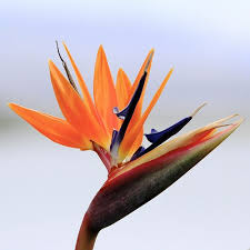 Bird Of Paradise Flower Meaning Pin On Garden Variety