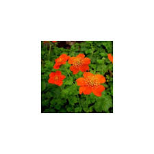 La calathea crocata, è una pianta perenne sempreverde del genere calatea, appartenente alla famiglia delle marantaceae. Geum Coccineum Borisii I Giardini Dell Indaco