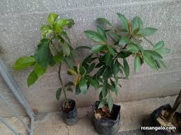 Rootstocks have… interesting, often obscure names. New Plants And Grafted Fruit Trees Ronangelo