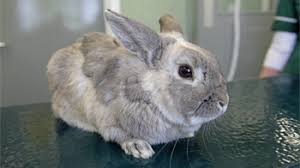 The plant is toxic to felines, but we do not hear about cases like this very often. What Should I Do If My Rabbits Has Been Poisoned Rspca