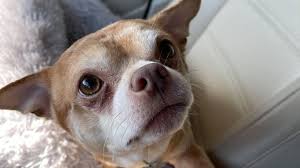 However, so far, not many people have followed through with sending back their applications. Chihuahua Made Famous From Brutally Honest Facebook Post Adopted