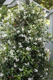 Check spelling or type a new query. Hedges Selection Rhs Gardening