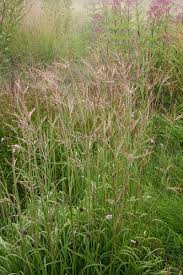 Image result for Andropogon ligulatus