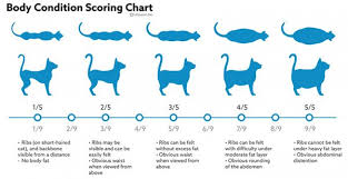 But you can't just say, okay frisky, just put your paw on the face that best expresses how you feel today. Obesity In Cats Vca Animal Hospital
