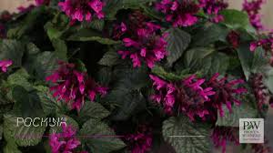 If you are like many other gardeners it's purple, which might make 'neptune' a perfect choice for your summer patio! Rockin Salvias From Proven Winners Youtube