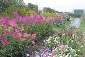 Fresh flower delivery across the uk. Grow Your Own Wedding Flowers Priceless Magazines